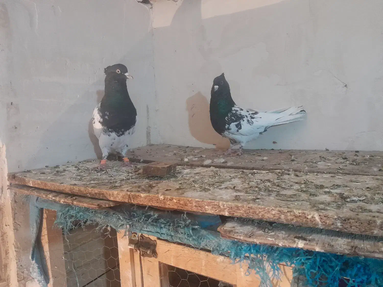 کبوتر|پرنده|شاندیز, |دیوار