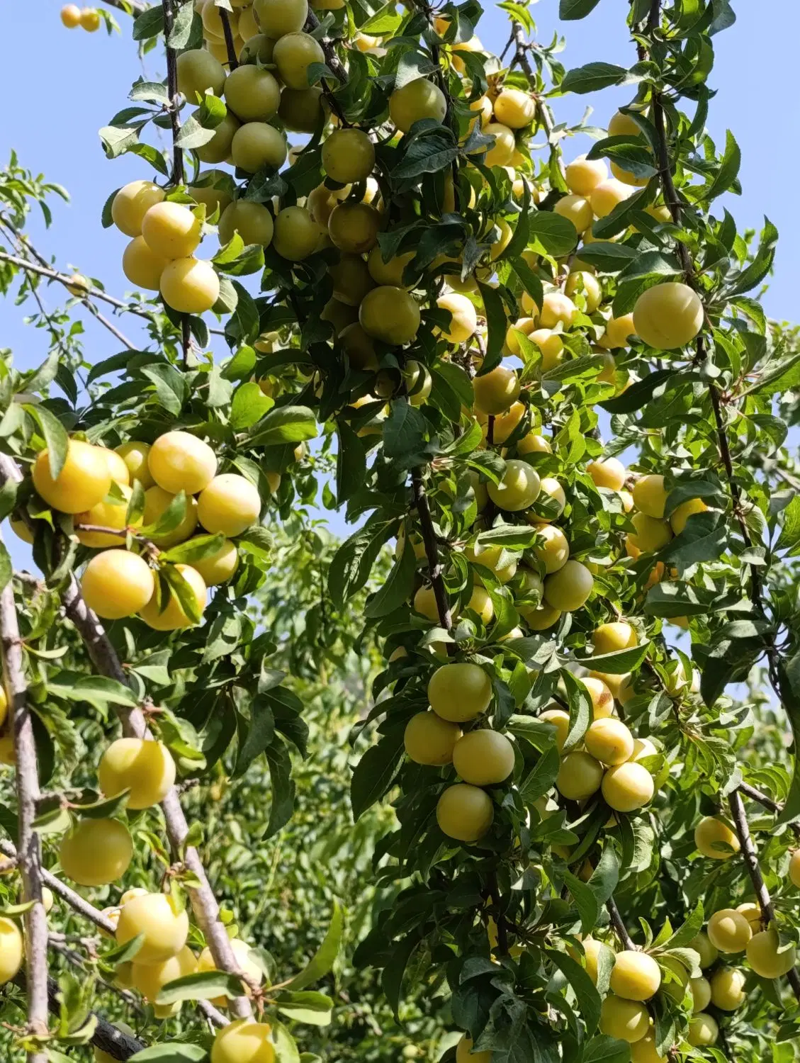 آلو|خوردنی و آشامیدنی|بانه, |دیوار
