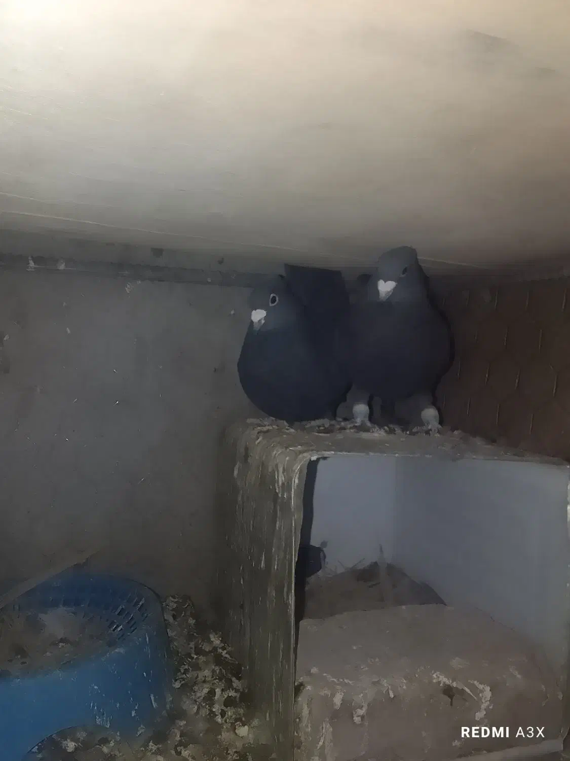 کفترگوک|پرنده|بم, |دیوار