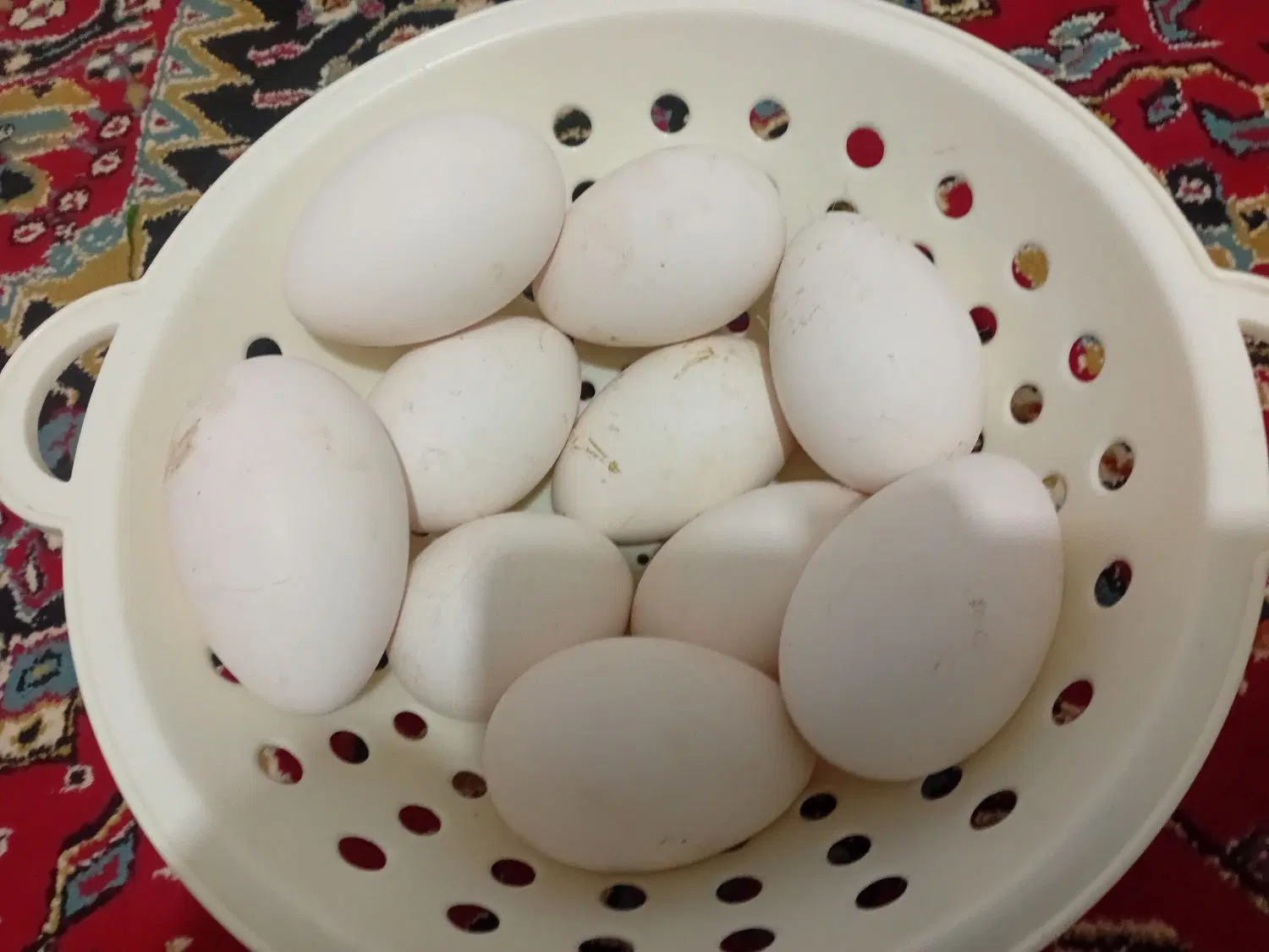 تخم غاز|حیوانات مزرعه|شیروان (لرستان), |دیوار