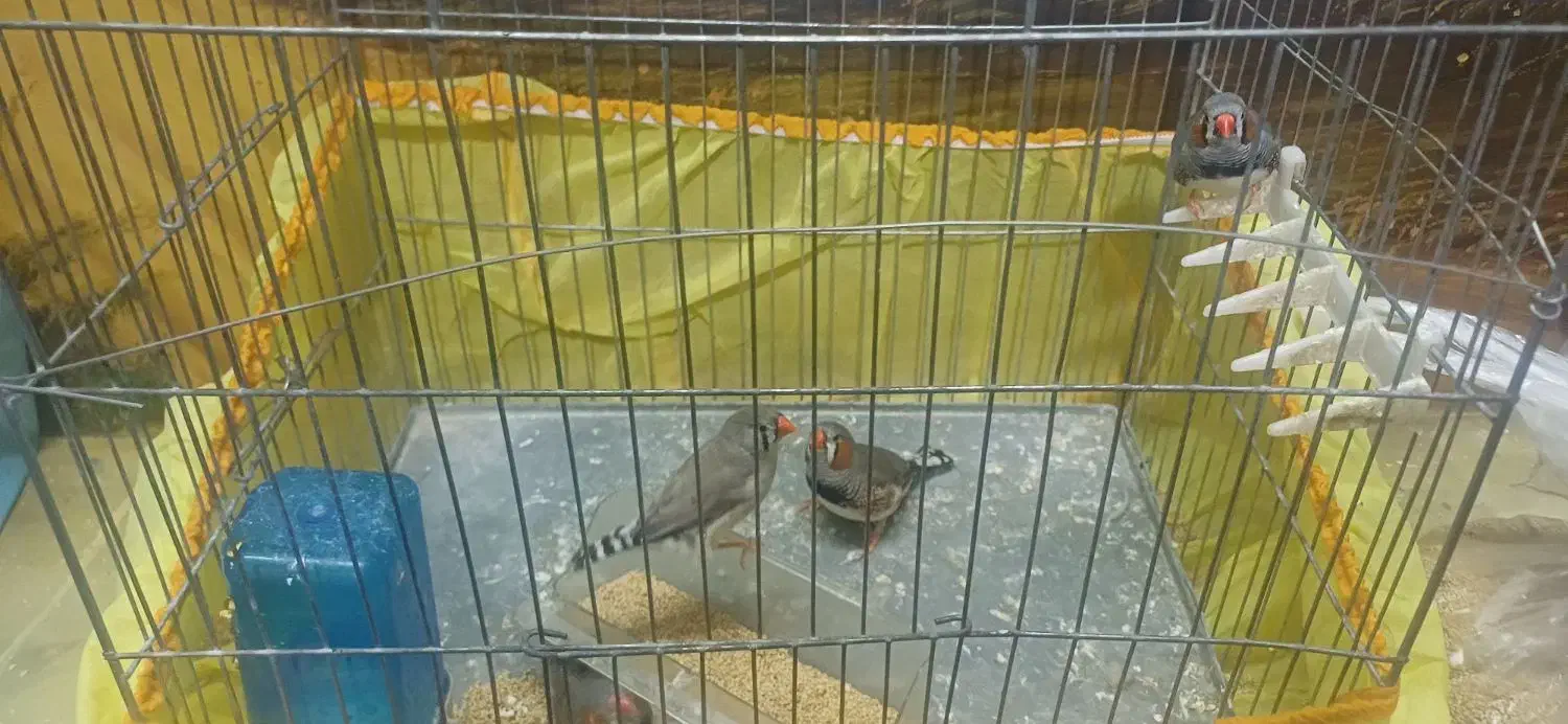 فنچ|پرنده|ورامین, جعفر آباد اخوان|دیوار