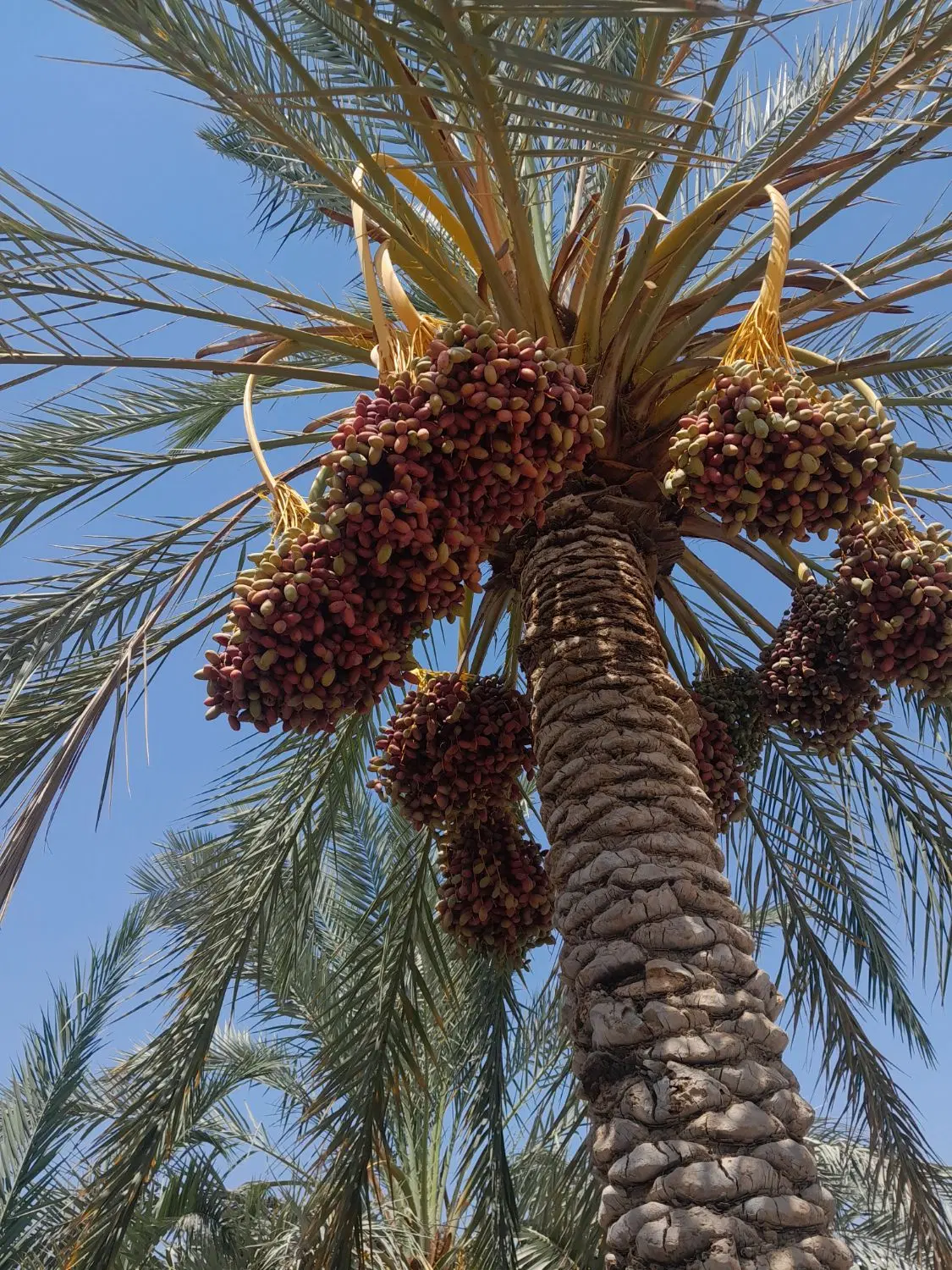 خارک|گل و گیاه طبیعی|برازجان, |دیوار