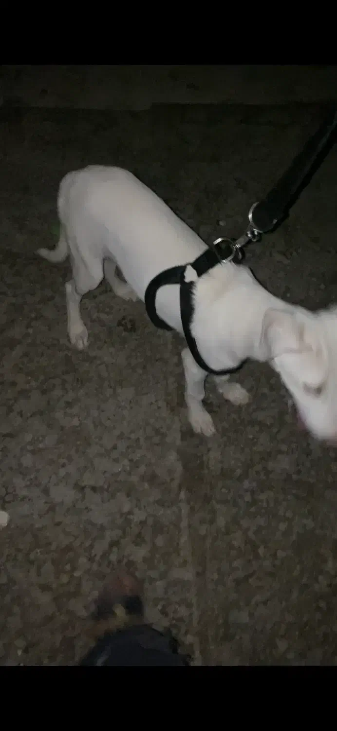 سگ گم شده|حیوانات|اهواز, شهرک اکباتان|دیوار