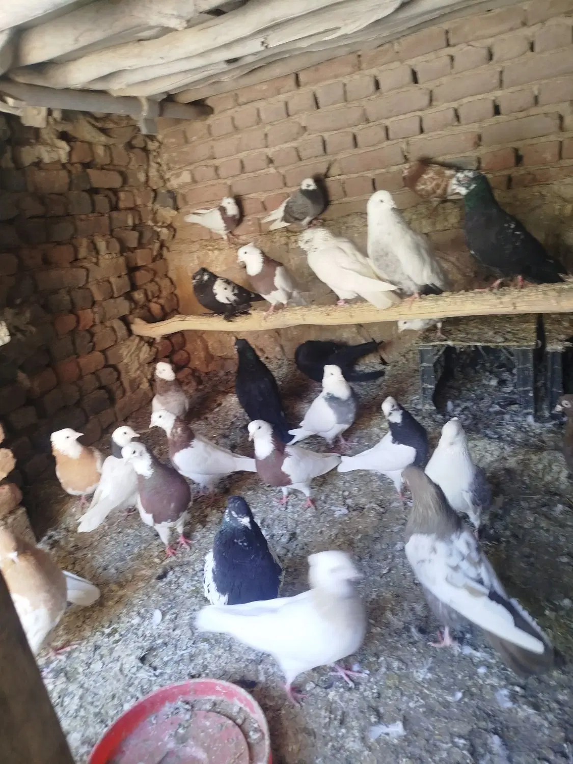 کبوتر|سگ|آذرشهر, |دیوار