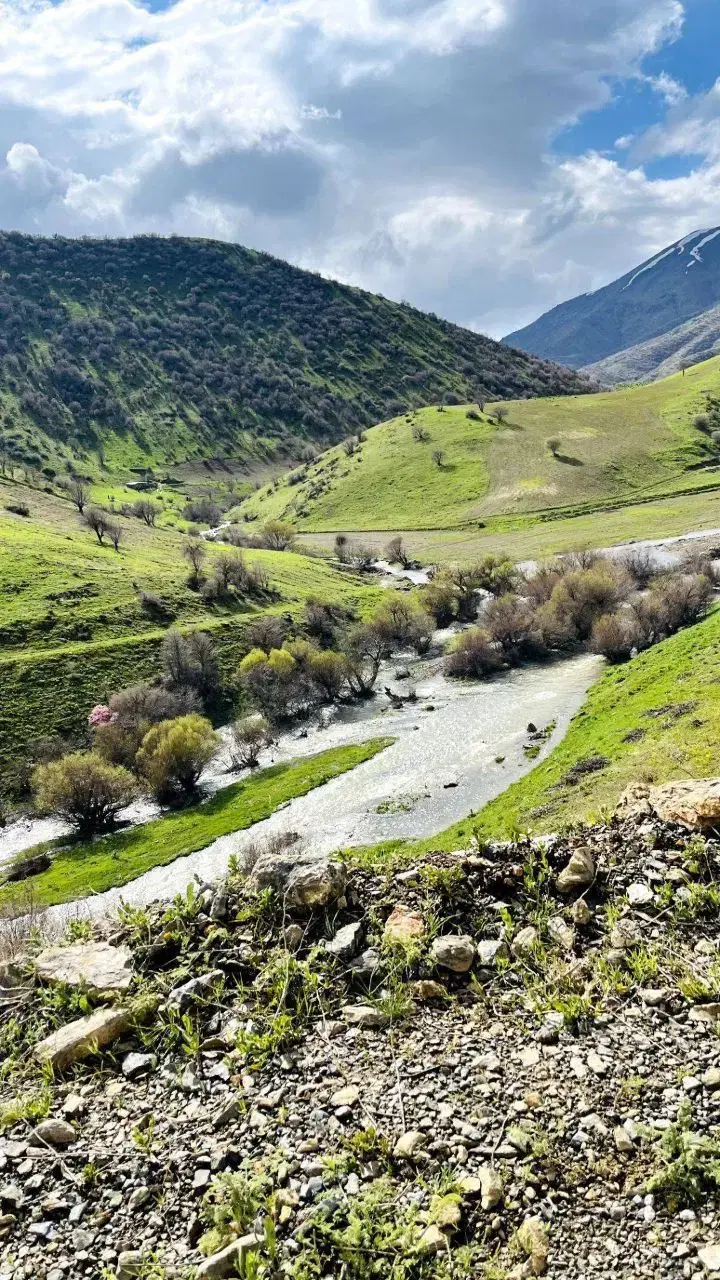 کنگر|خوردنی و آشامیدنی|کرمانشاه, |دیوار