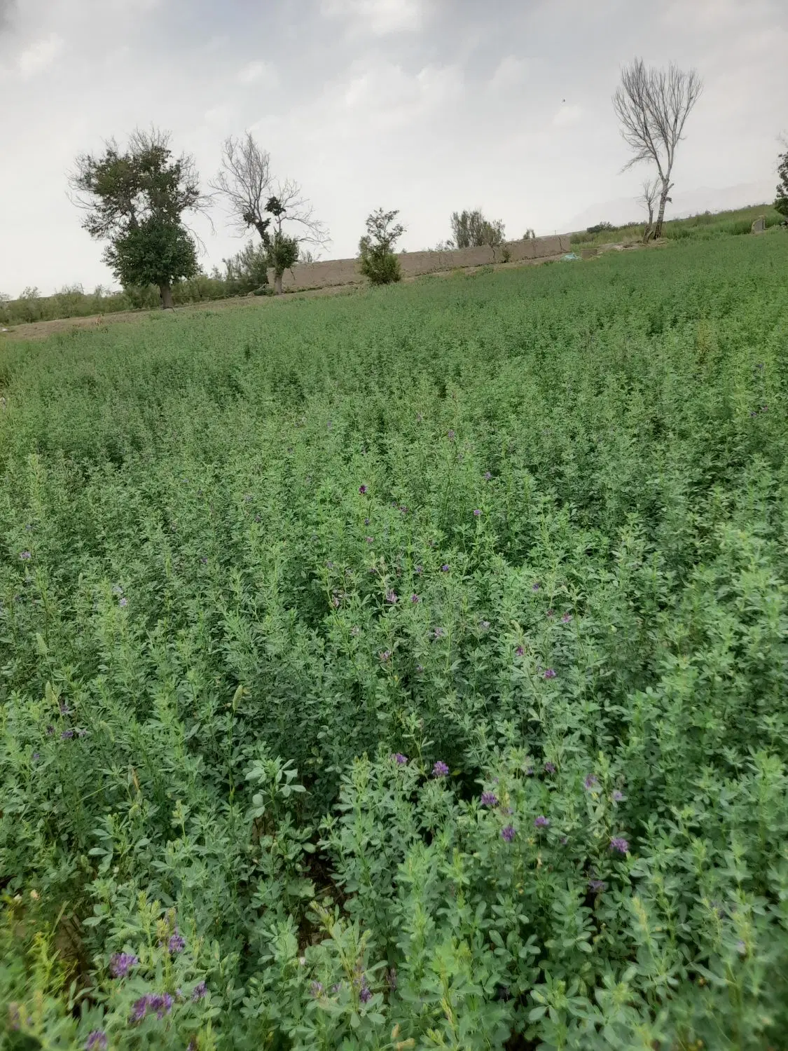 یونجه|عمده‌فروشی|مشهد, مهدی آباد|دیوار