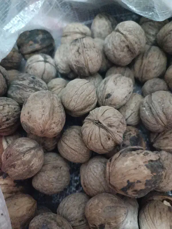 گردو محلی|خوردنی و آشامیدنی|خاش, |دیوار