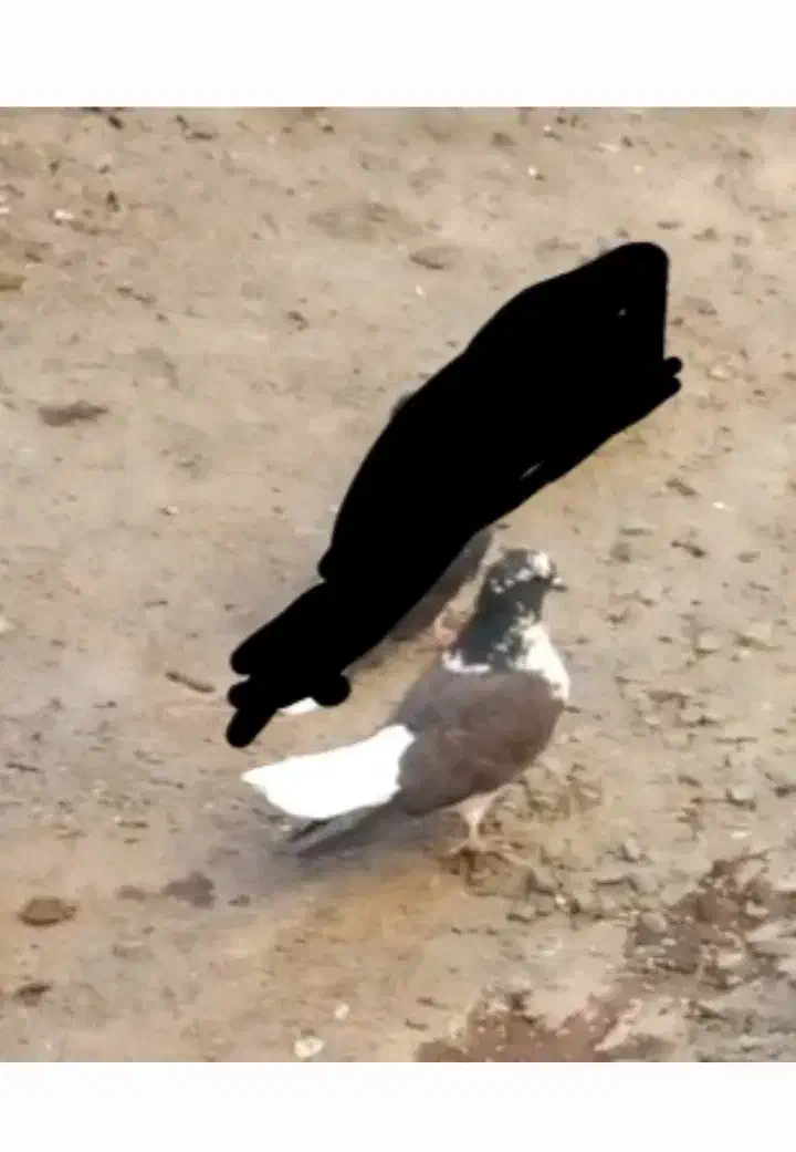 کبوتر|حیوانات|سلطانیه, |دیوار