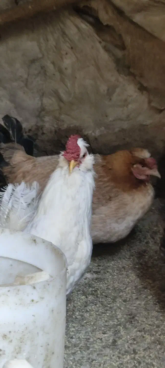 خروس گلین|حیوانات مزرعه|بیجار, |دیوار