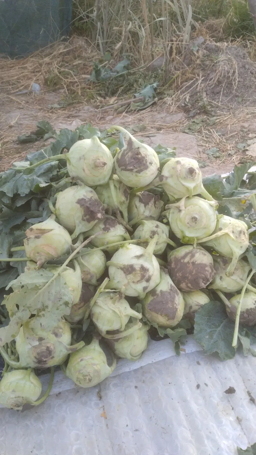 کلم سر|خوردنی و آشامیدنی|فیروزآباد (فارس), |دیوار