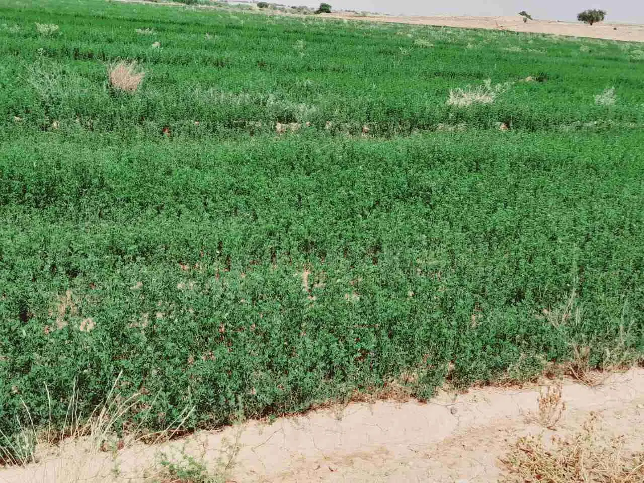 یونجه|خدمات باغبانی و درختکاری|شوش, |دیوار