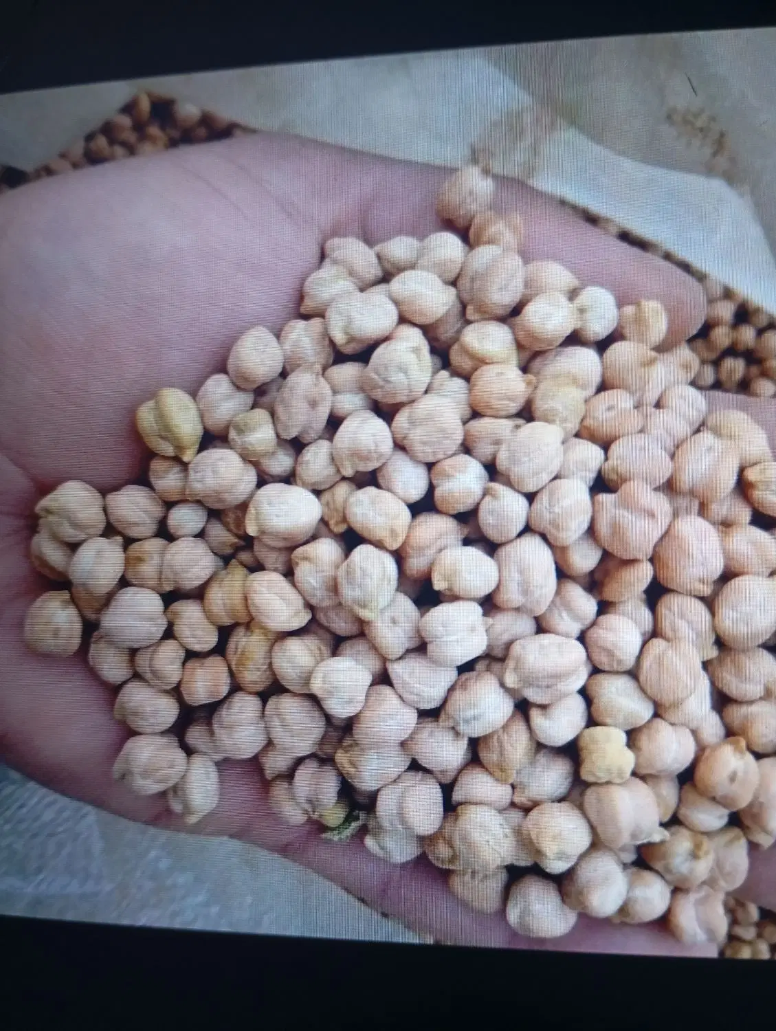 نخود|خوردنی و آشامیدنی|گل تپه, |دیوار