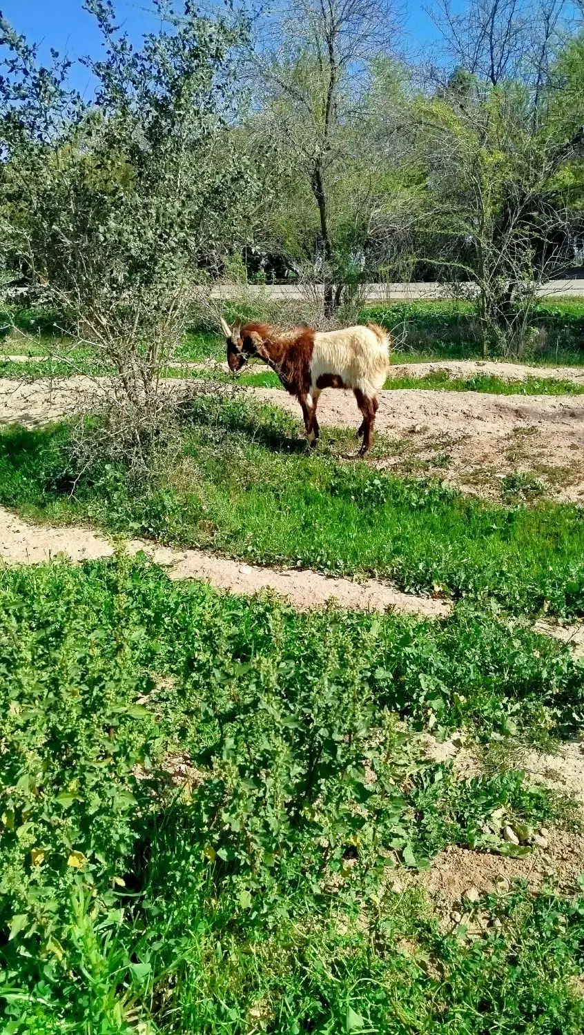 نژدی توخمی|حیوانات مزرعه|اندیمشک, |دیوار