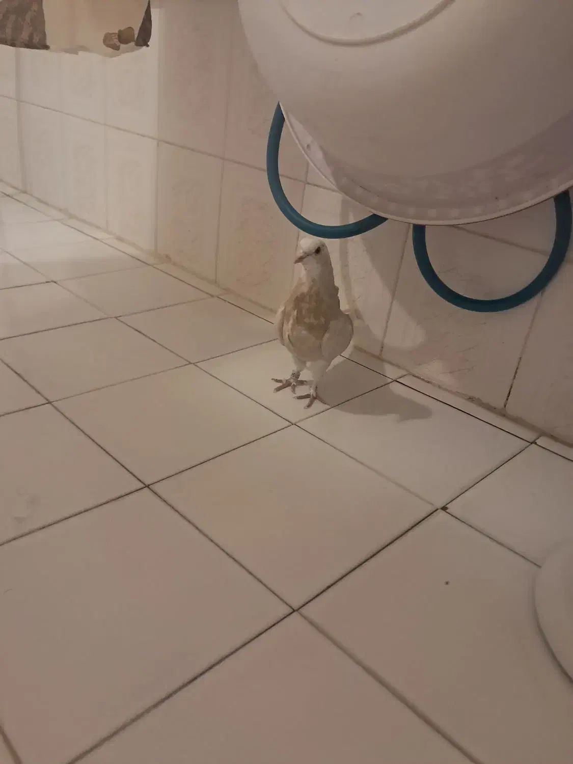 کبوتر|حیوانات|دهاقان, |دیوار