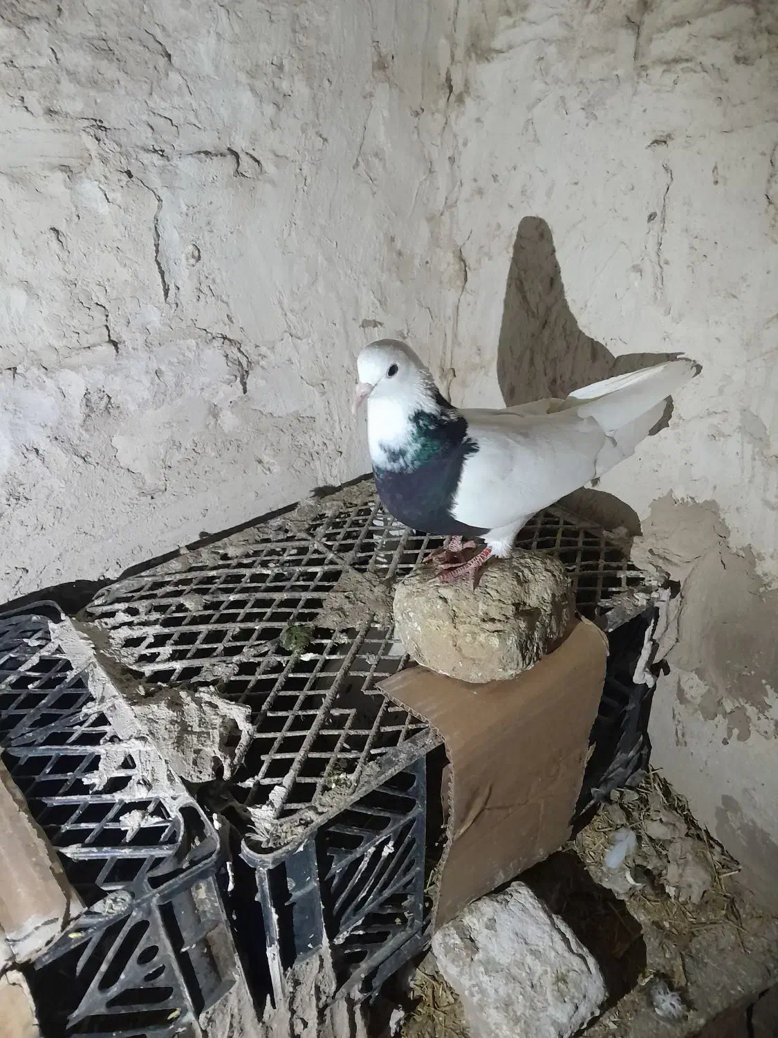 طوقی|پرنده|تبریز, |دیوار