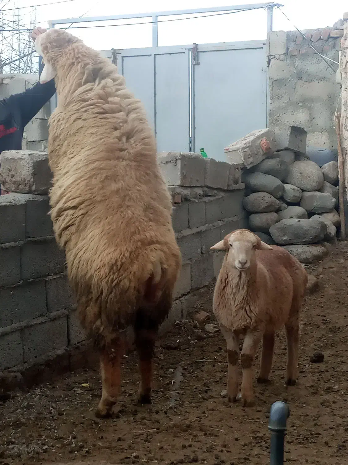 قوچ|حیوانات مزرعه|مشگین شهر, |دیوار