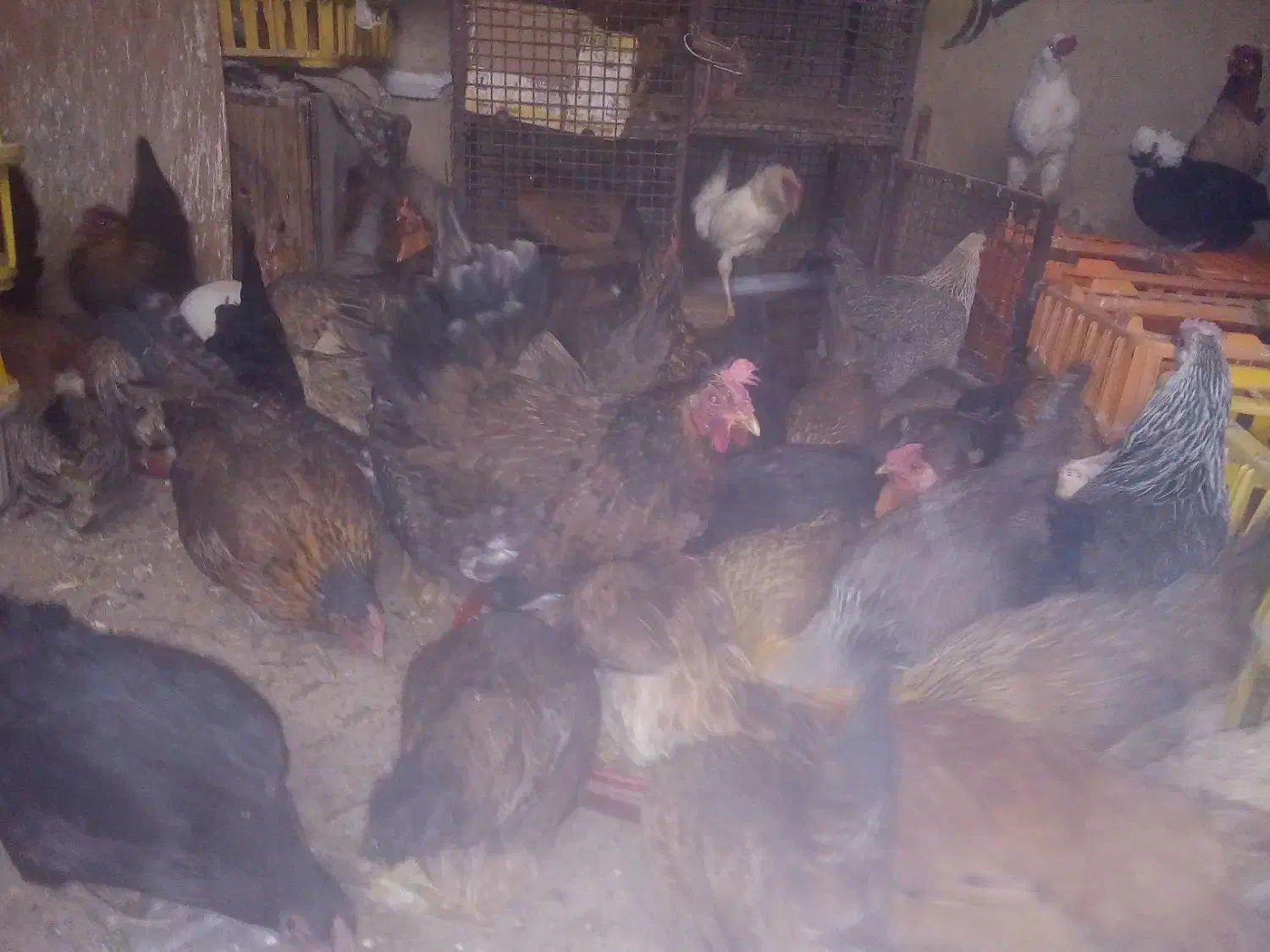 مرغ محلی|حیوانات مزرعه|سنندج, |دیوار