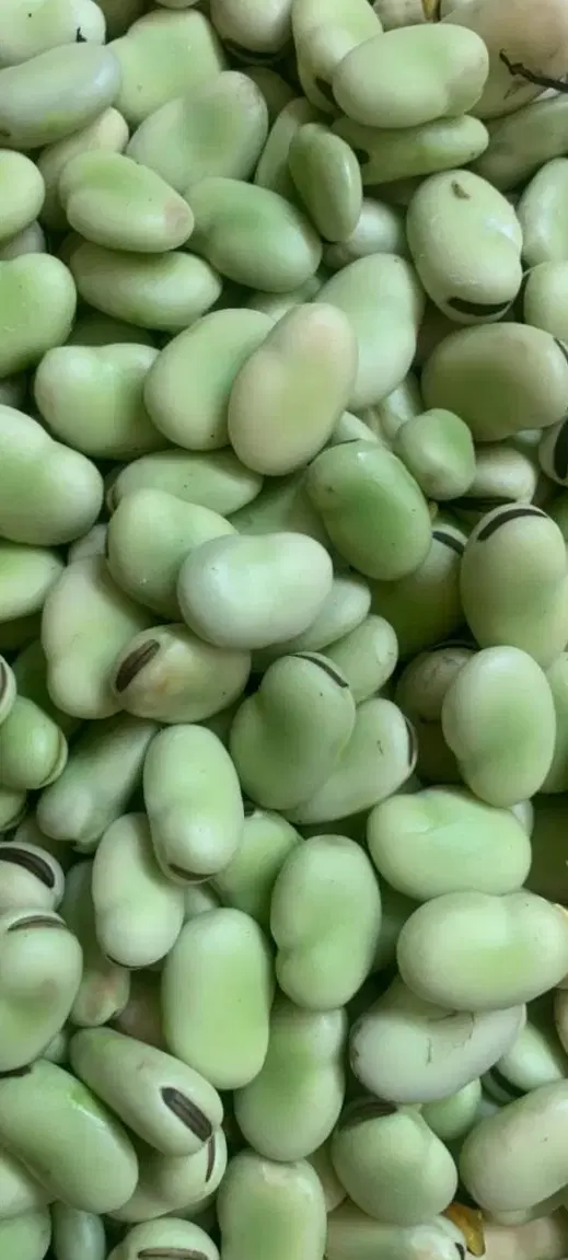 باقالی|خوردنی و آشامیدنی|مشهد, شترک|دیوار