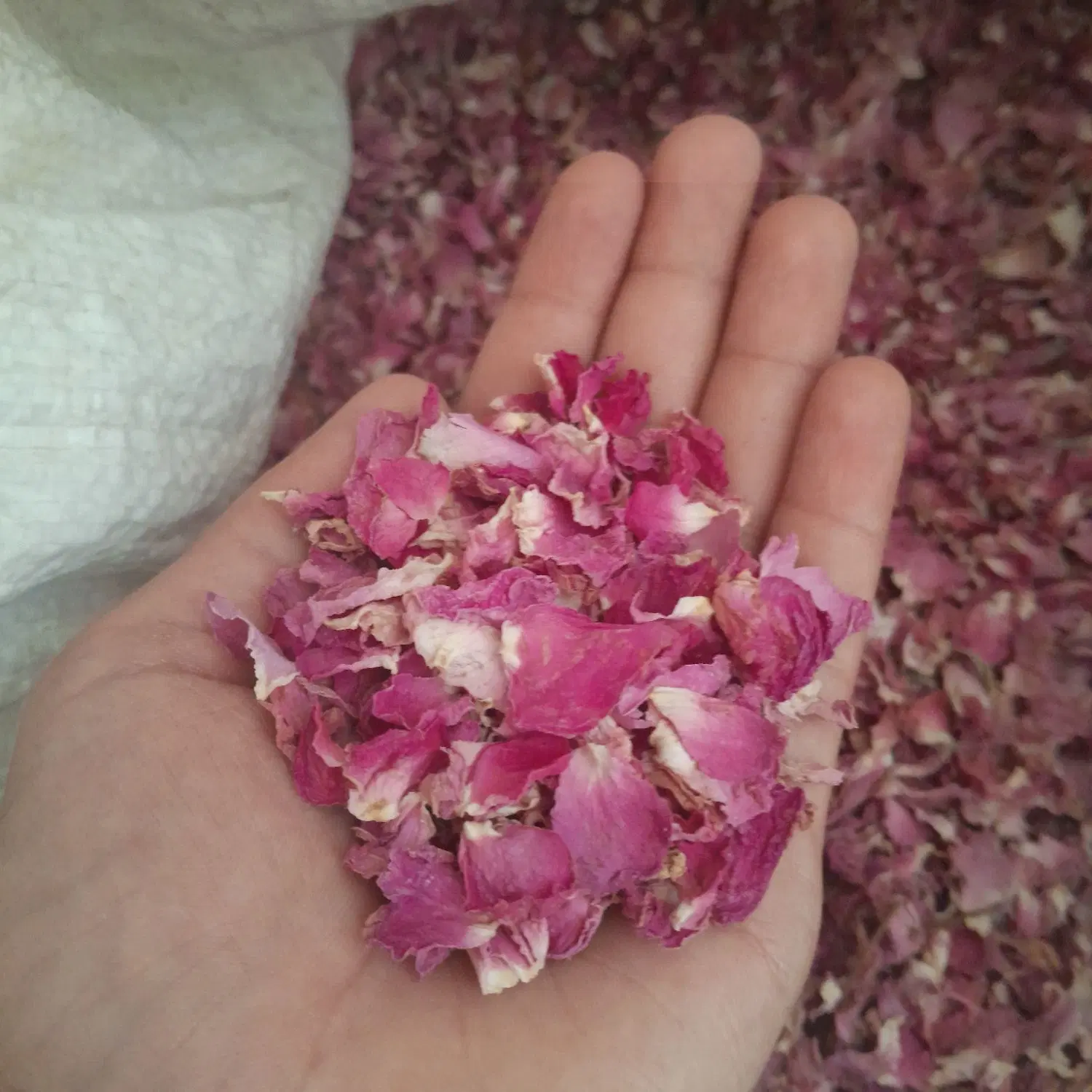 ادویه|عمده‌فروشی|داراب, |دیوار