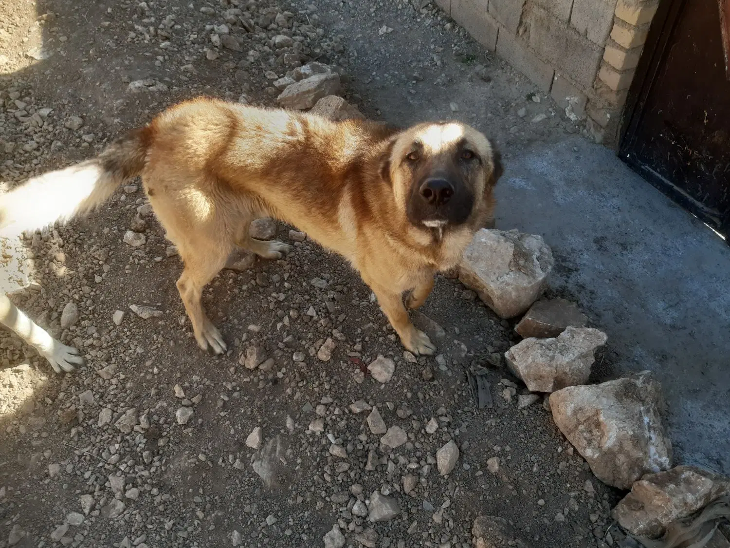 سگ نگهبان|سگ|کنگاور, |دیوار