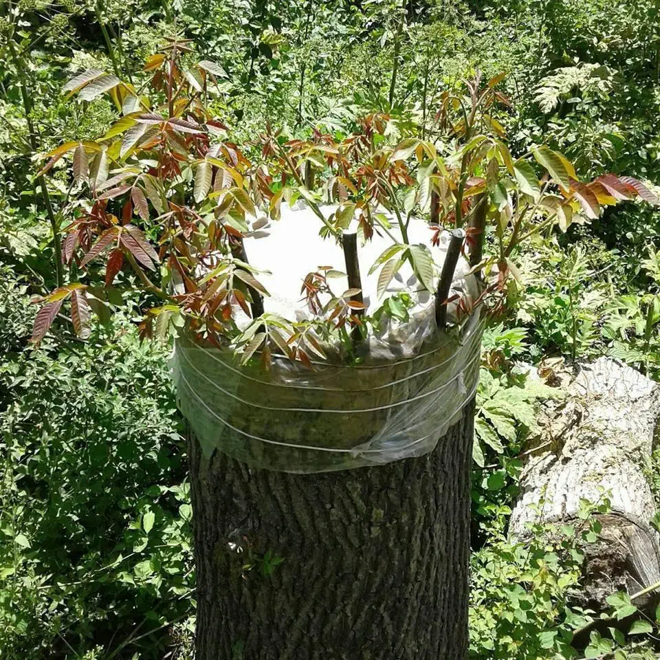 باغبانی|خدمات باغبانی و درختکاری|خرمدره, |دیوار