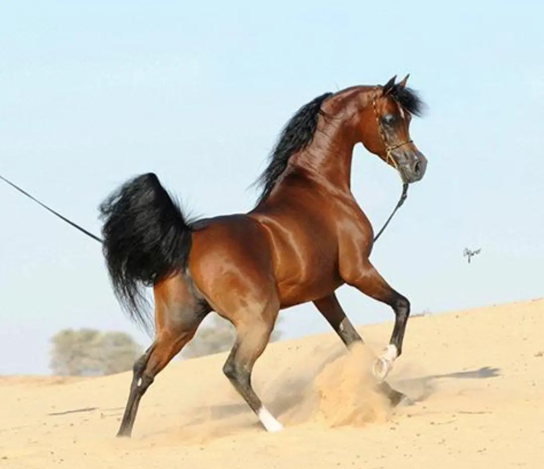 اسب|اسب و تجهیزات اسب‌سواری|اراک, |دیوار