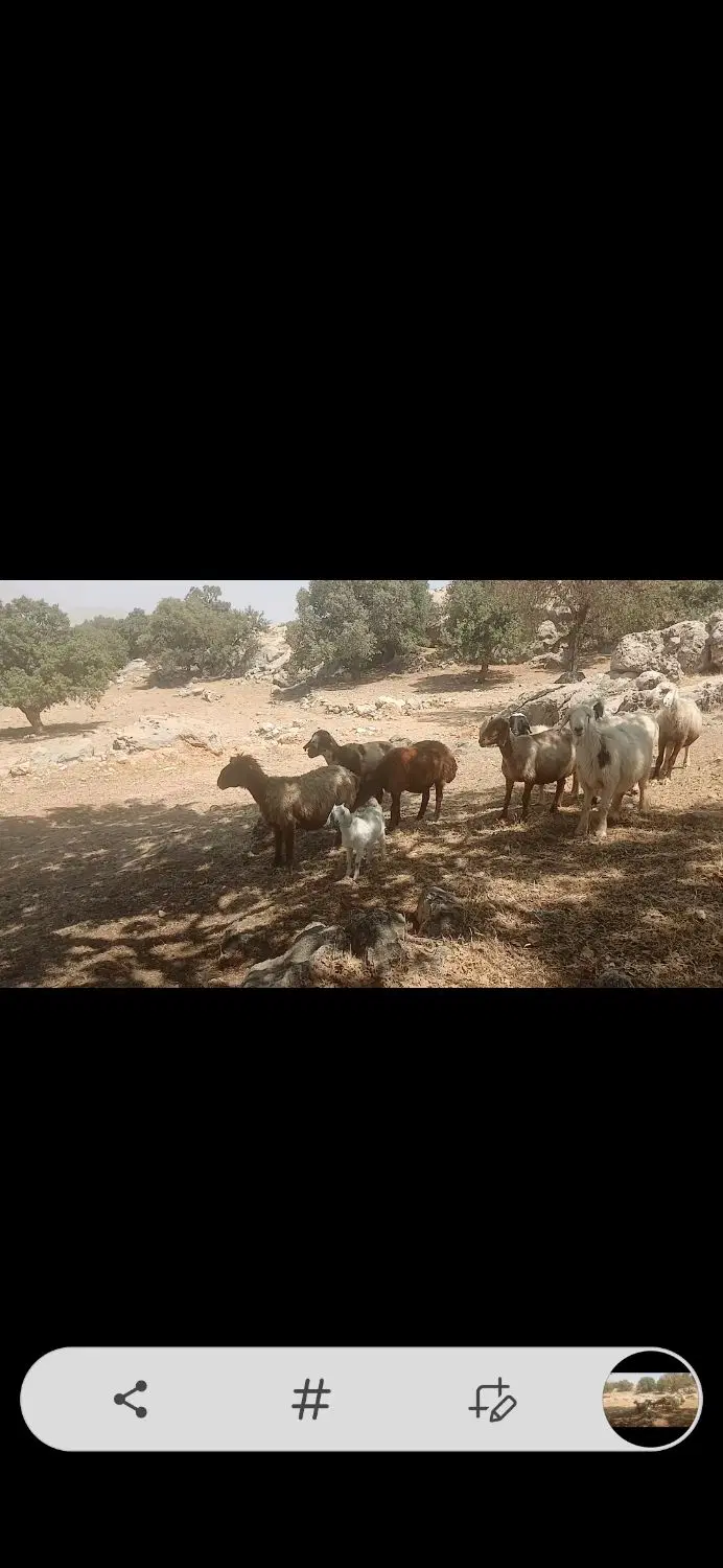۰۰۰|حیوانات مزرعه|سر آسیاب یوسفی, |دیوار