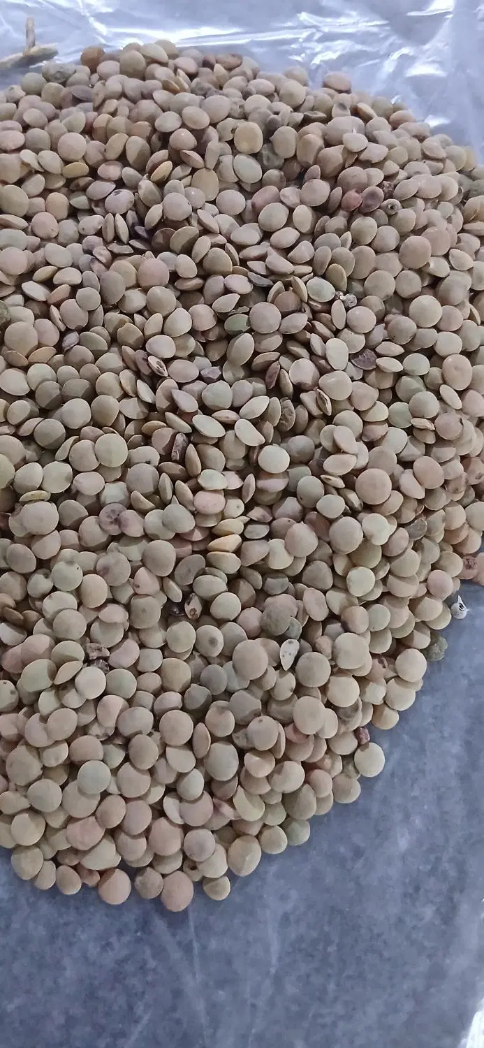 عدس|خوردنی و آشامیدنی|چرداول, |دیوار