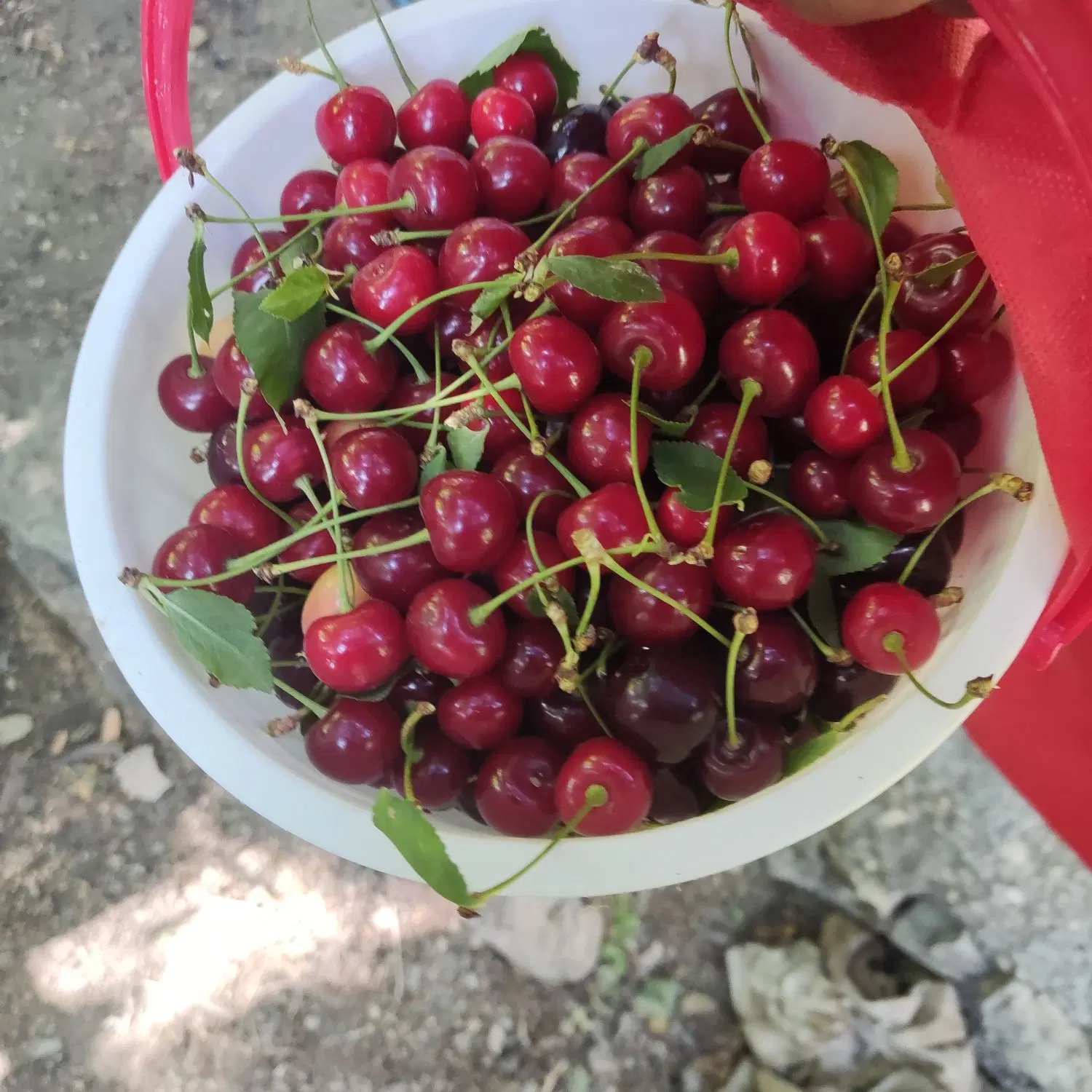 طبیعت گردی|تور و چارتر|تهران, اکباتان|دیوار