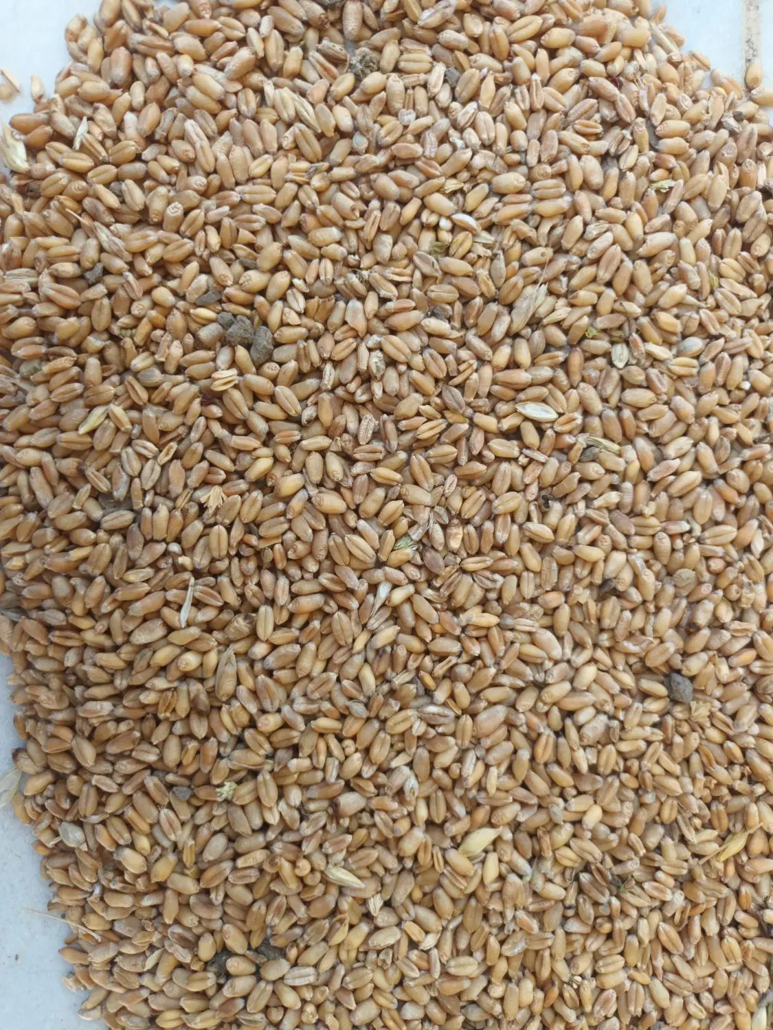گندم|خوردنی و آشامیدنی|خان ببین, |دیوار