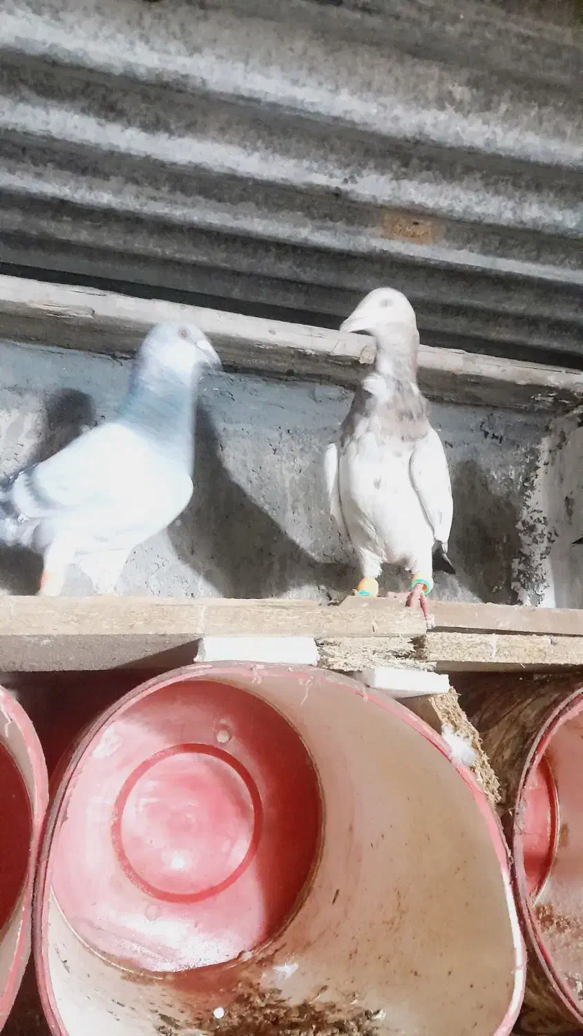 کفتر|حیوانات|بجنورد, |دیوار