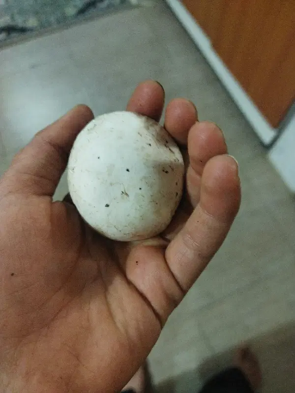 قارچ‌|خوردنی و آشامیدنی|گیان, |دیوار