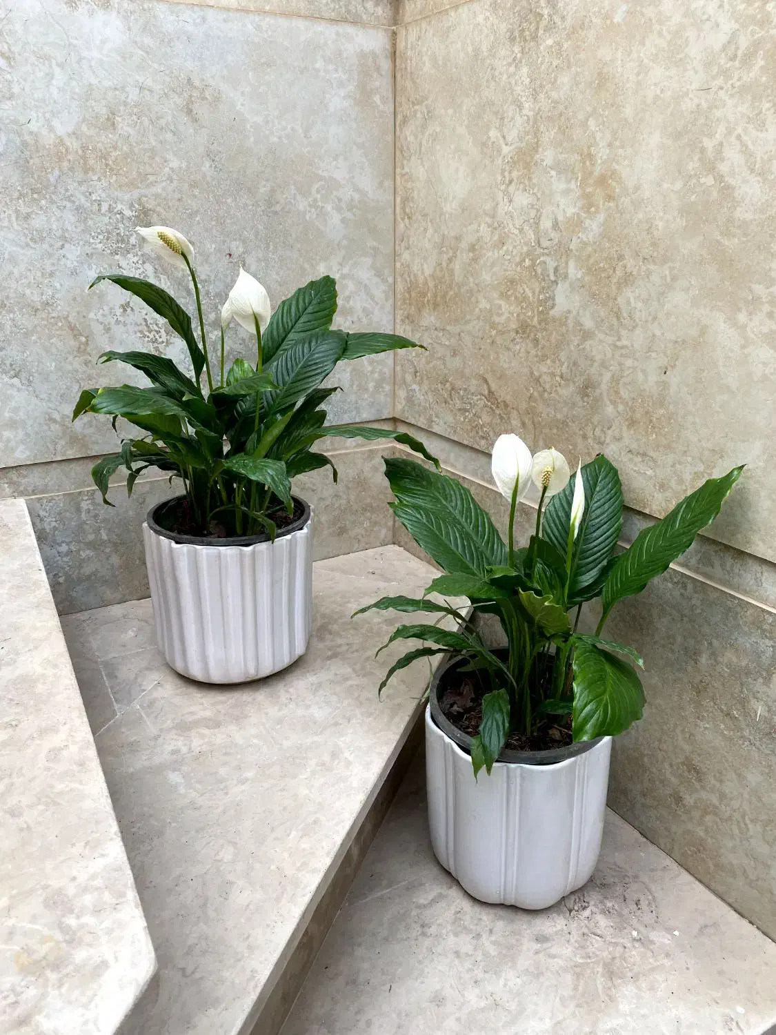 اسپاتی|گل و گیاه طبیعی|نیشابور, شهید بهشتی|دیوار