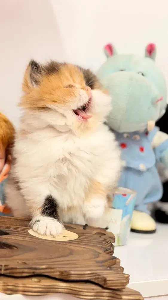 گربه پرشین کوچولو|گربه|قزوین, |دیوار