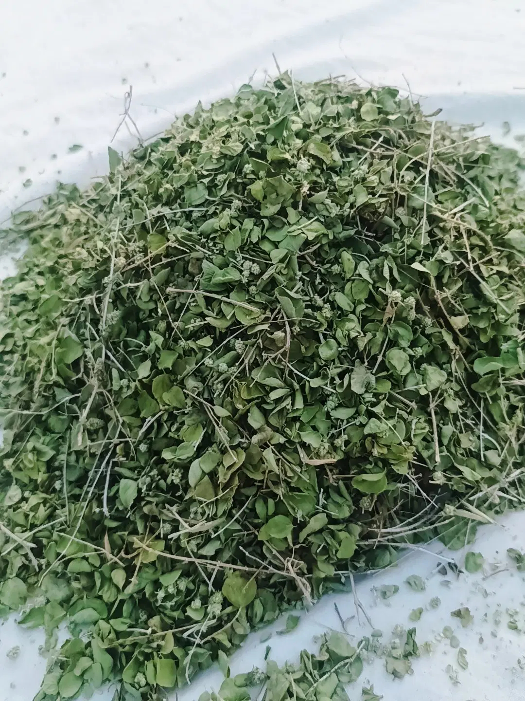 آویشن|گل و گیاه طبیعی|باغ ملک, |دیوار
