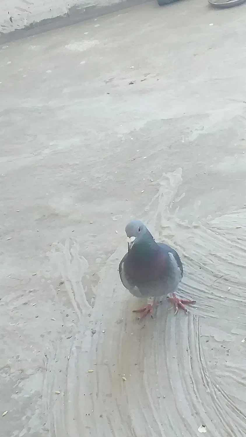 خوب|پرنده|قره پشتلو, |دیوار