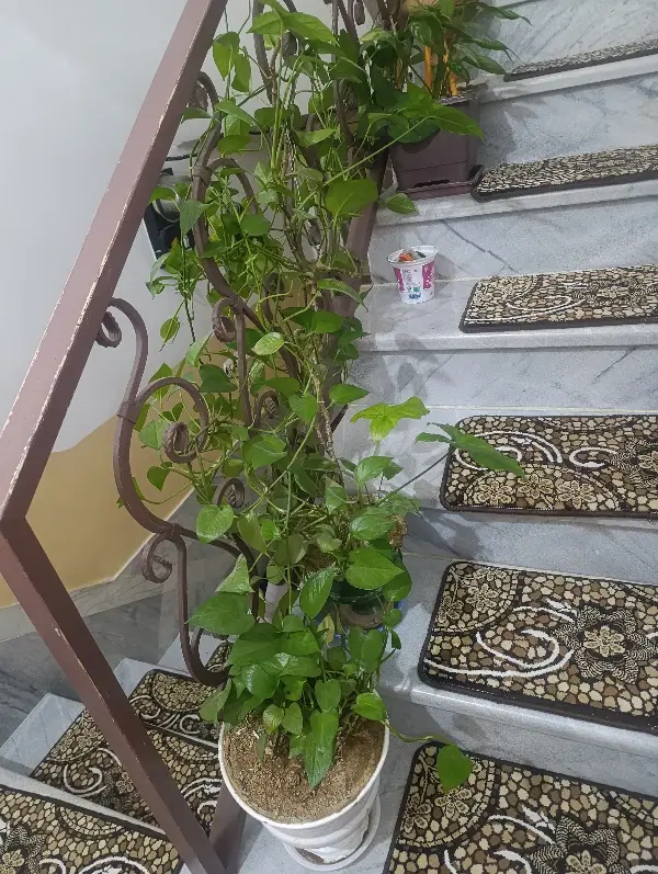 گ ل|گل و گیاه طبیعی|سنندج, |دیوار