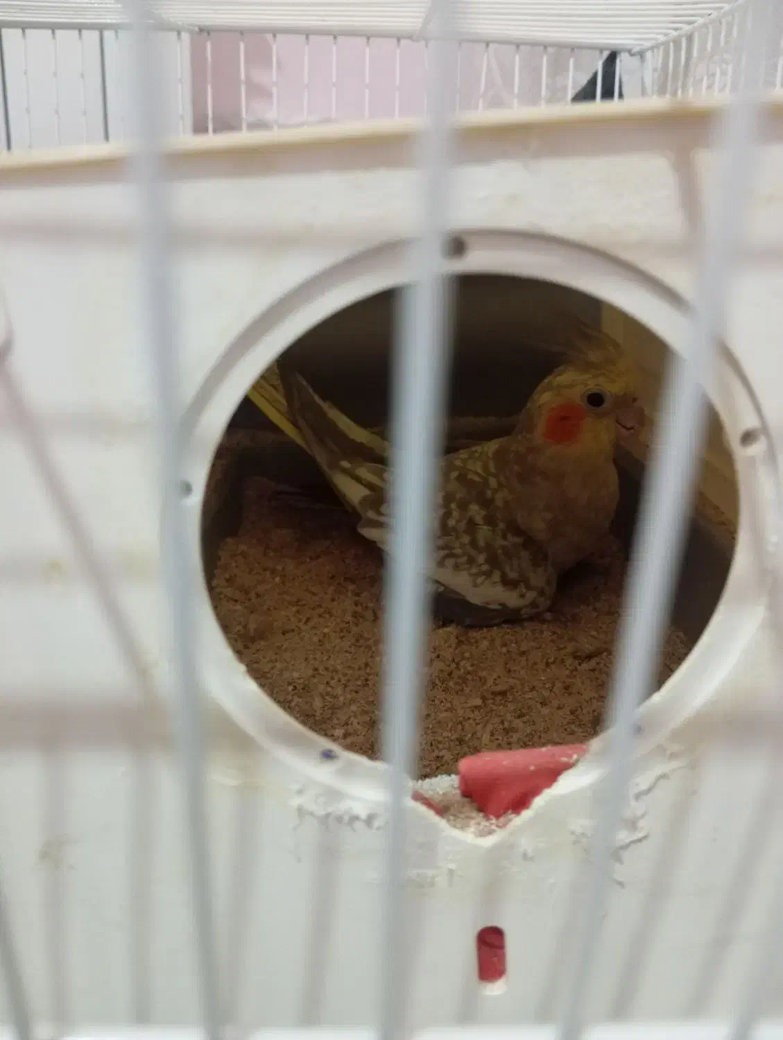 دوعدعروس هلندی نروماده آماده تخم گذاری|پرنده|شاندیز, |دیوار