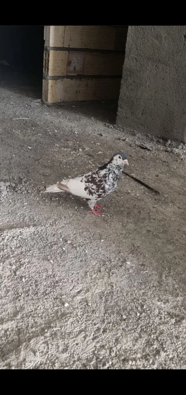 کفتر|پرنده|مشهد, کوشک مهدی|دیوار