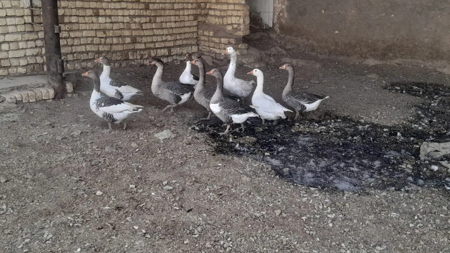 غاز|حیوانات مزرعه|برخوار, |دیوار