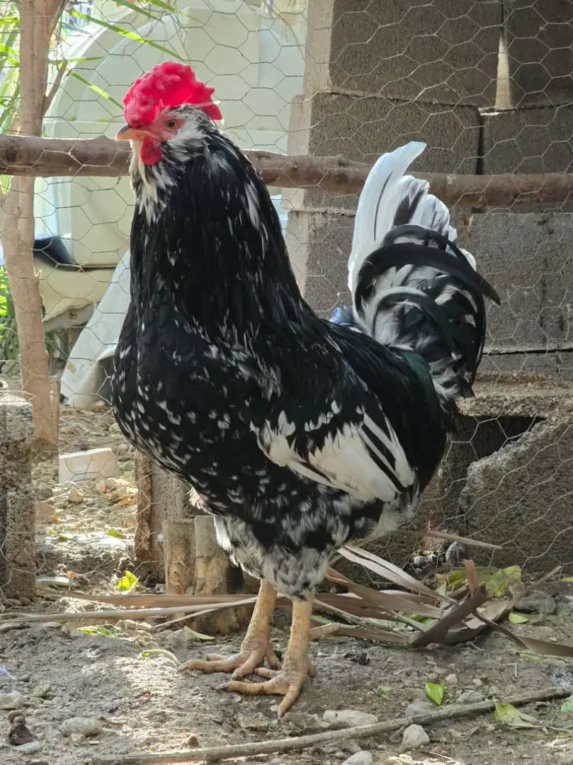 خروس|حیوانات مزرعه|بندر دیر, |دیوار