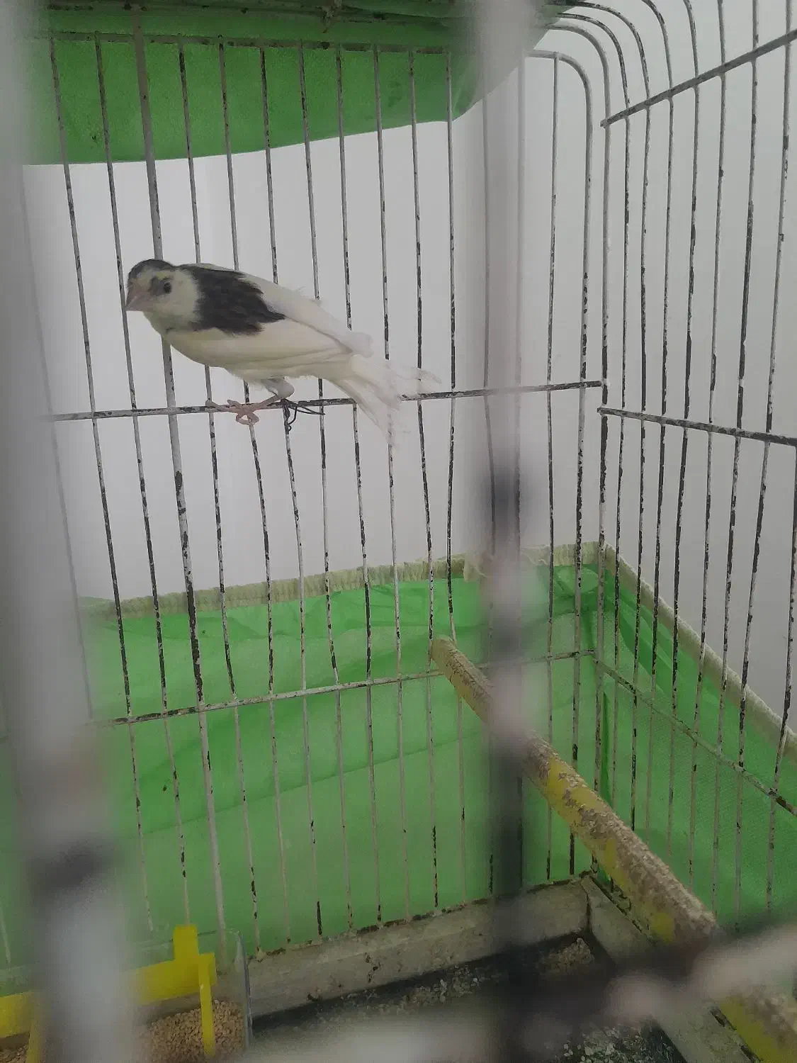 جفت قناری|پرنده|یزد, |دیوار