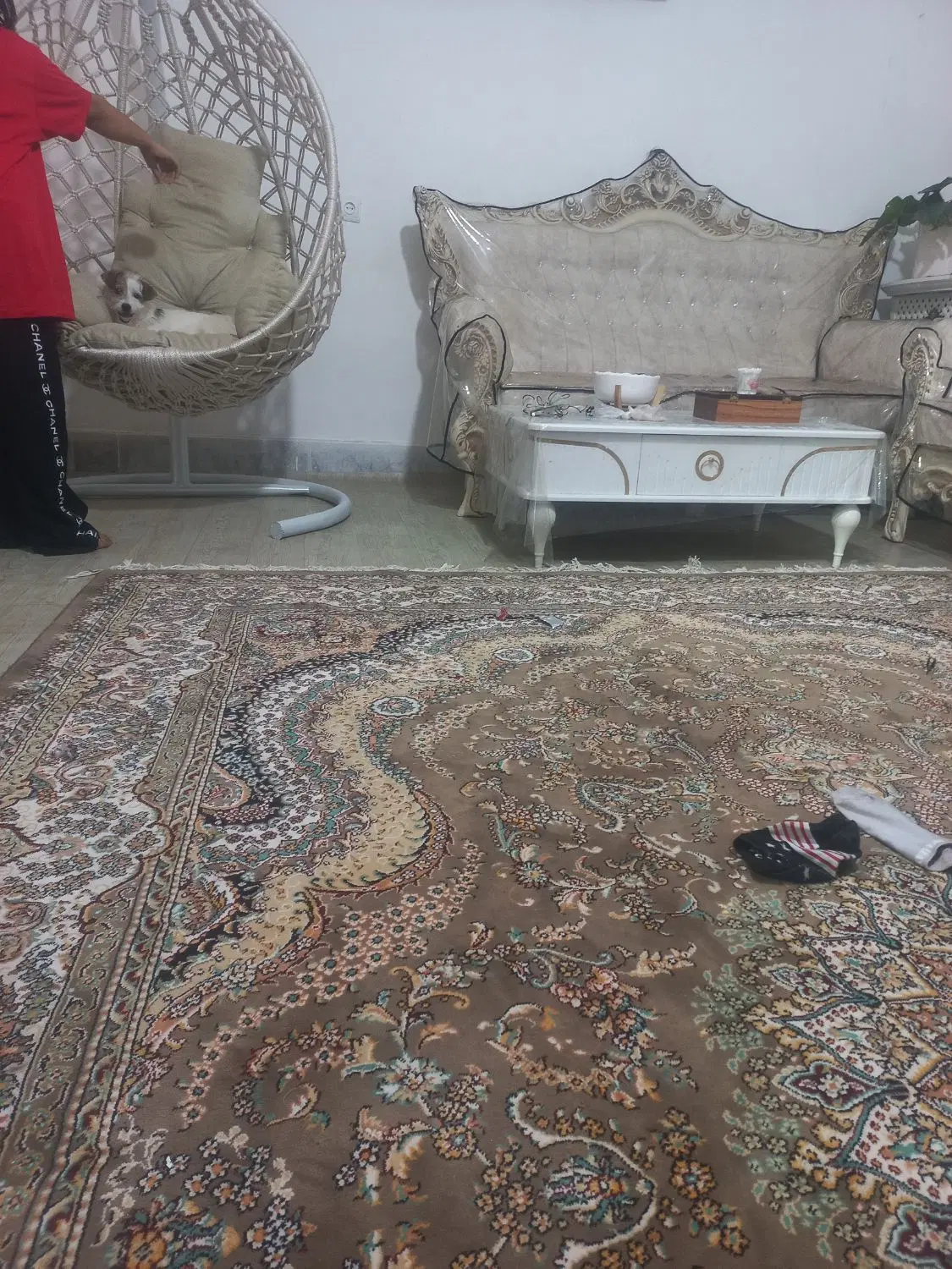 سگ تریر|سگ|نیشابور, فردوس شمالی|دیوار