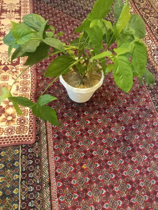 گل طبیعی|گل و گیاه طبیعی|بروجرد, |دیوار