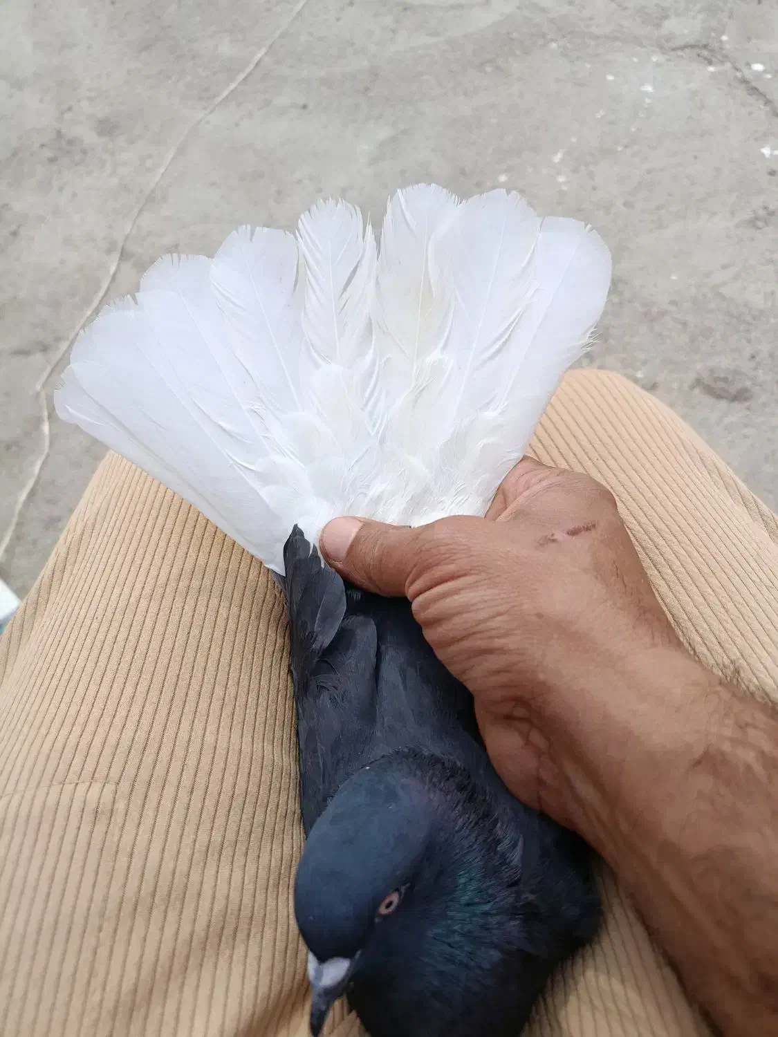 کبوتر|پرنده|باوی, |دیوار