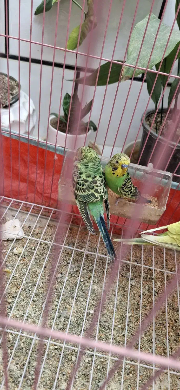 مرغ عشق|پرنده|مسجد سلیمان, |دیوار