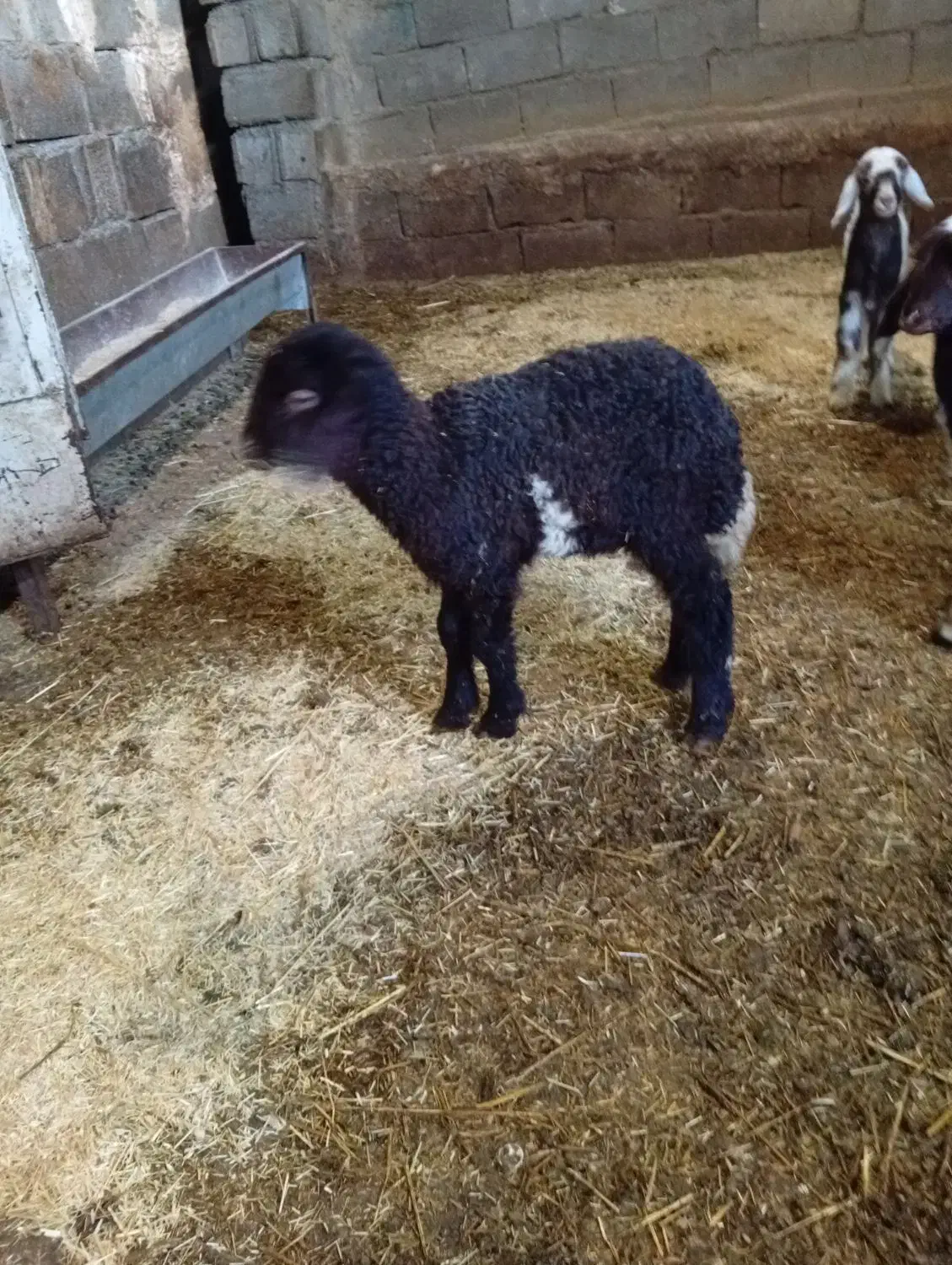 بره ماده|حیوانات مزرعه|جوانرود, |دیوار