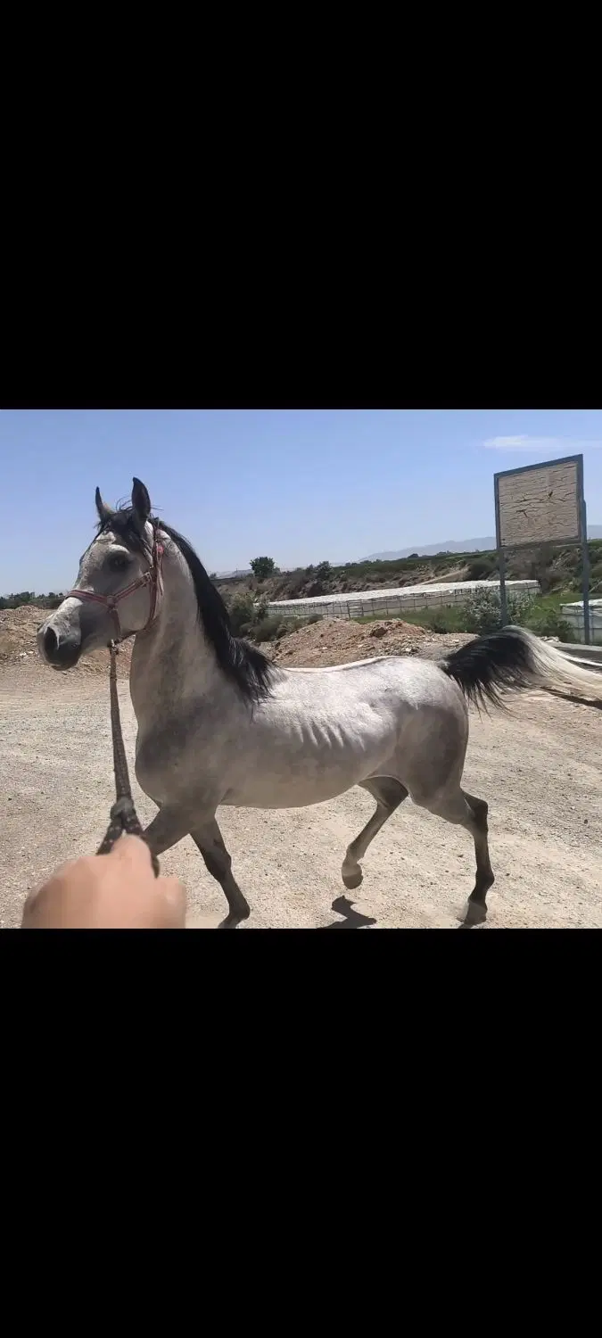 اسب|اسب و تجهیزات اسب‌سواری|مبارکه, |دیوار