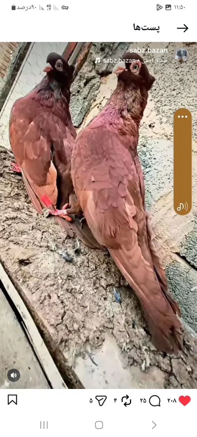 جفت صربی|حیوانات|ملکان, |دیوار