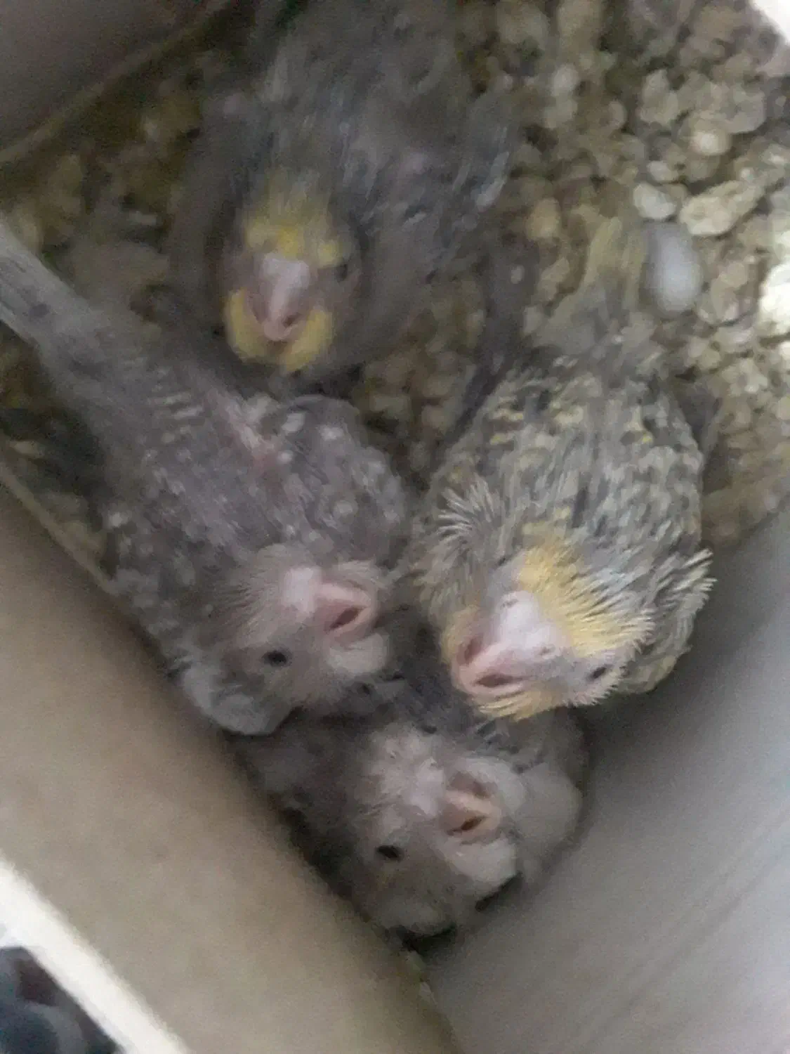 پرنده|پرنده|رفسنجان, |دیوار